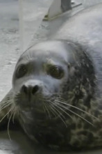 Imagen de The Aquarium (T1): Cierra el trato - 1
