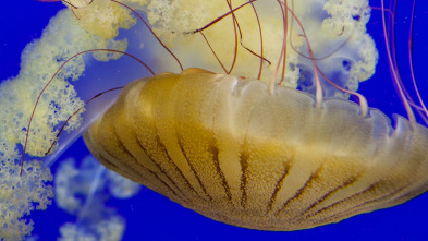 Imagen de The Aquarium (T1): ¿Estás listo para todo esto? - 2