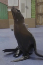 The Aquarium,... (T1): Scarlett, el cachorro de león marino