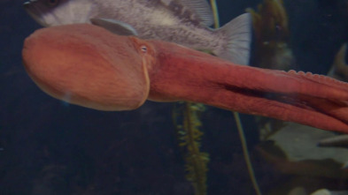 Imagen de The Aquarium (T1): El pulpo Ophelia - 2