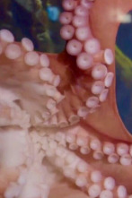 Imagen de The Aquarium (T1): El pulpo Ophelia - 1
