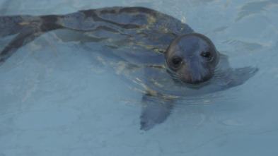 Imagen de The Aquarium (T1): Pingüinos enamorados - 2