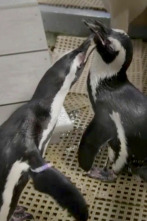 Imagen de The Aquarium (T1): Pingüinos enamorados - 1