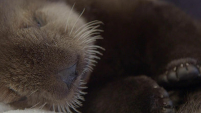 The Aquarium (T1): Rescate de una nutria bebe´