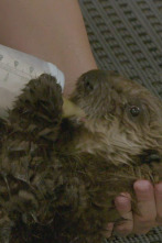Imagen de The Aquarium (T1): Rescate de una nutria bebe´ - 1