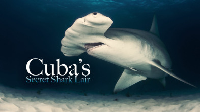 Tiburones gigantes de Cuba