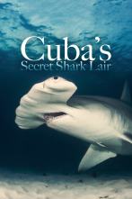 Imagen de Tiburones gigantes de Cuba - 1