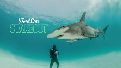 Imagen de Tiburones de las Bahamas - 2