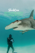 Imagen de Tiburones de las Bahamas - 1