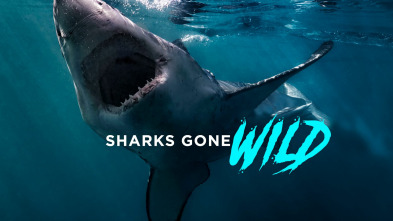Imagen de Tiburones.com - 2