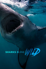 Imagen de Tiburones.com - 1