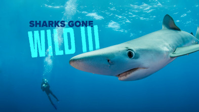Imagen de Tiburones.com 3 - 2