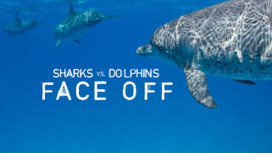 Imagen de Tiburones contra delfines - 2