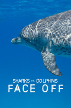 Imagen de Tiburones contra delfines - 1