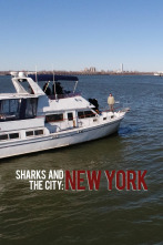 Tiburones en Nueva York