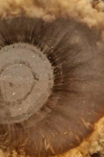 Imagen de Twin Turbos (T1): Construyendo un futuro - 1