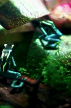 Imagen de Terrarios XXL (T1): La familia de ranas del dardo venenoso - 1