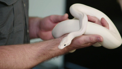 Imagen de Terrarios XXL (T1): La princesa y la serpiente pitón - 2