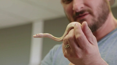 Imagen de Terrarios XXL (T1): Territorio de la serpiente samurái - 2