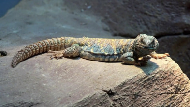 Terrarios XXL (T1): El recinto para el uromastyx