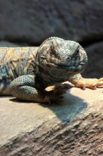 Imagen de Terrarios XXL (T1): El recinto para el uromastyx - 1