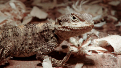 Imagen de Terrarios XXL (T1): Agamas del Salvaje Oeste - 2