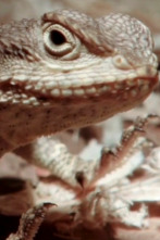 Imagen de Terrarios XXL (T1): Agamas del Salvaje Oeste - 1
