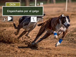 Imagen de Enganchados por el galgo - 2