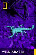 Imagen de Wild Arabia  - 1