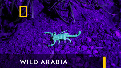 Imagen de Wild Arabia  - 7