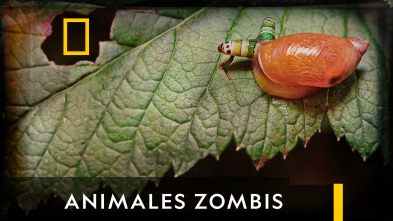 Imagen de Animales zombis  - 7