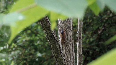 Imagen de Animales zombis: Ladrones de cuerpos - 1