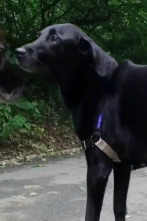 Imagen de ¿Cómo lo hacen? Mundo...: Rabos de cachorritos y mandíbulas de cocodrilo - 1