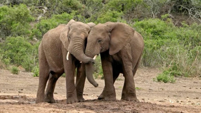 ¿Cómo lo hacen? Mundo...: Trompas de elefantes y animales antiguos