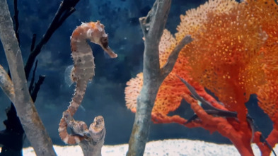 ¿Cómo lo hacen? Mundo...: Fornidos caballitos de mar y pájaros tempraneros