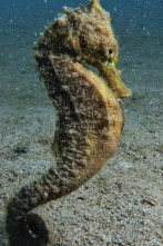 ¿Cómo lo hacen? Mundo...: Fornidos caballitos de mar y pájaros tempraneros