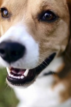 Imagen de ¿Cómo lo hacen? Mundo...: Perros que ladran y buffets de perezosos - 1