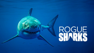Imagen de Tiburones asesinos - 2