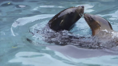 El zoo del Bronx (T3): Un cachorro de león marino crece