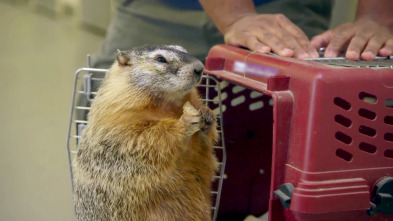 El zoo del Bronx (T3): Mott, la maravillosa marmota