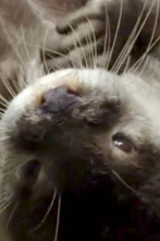 Imagen de El zoo del Bronx (T3): Una nutria enferma - 1
