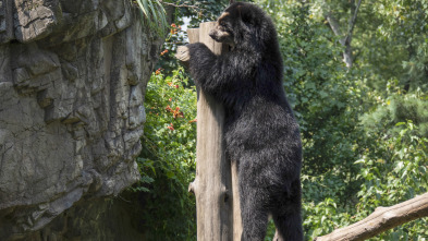 Imagen de El zoo del Bronx (T3): El retorno de Bouba - 2