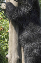 Imagen de El zoo del Bronx (T3): El retorno de Bouba - 1