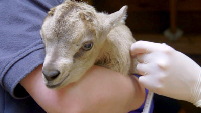 Imagen de El zoo del Bronx (T3): Andre, la cabra bebé - 2