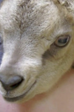 Imagen de El zoo del Bronx (T3): Andre, la cabra bebé - 1