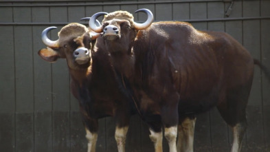 Imagen de El zoo del Bronx (T3): El gran traslado de los gaures - 2