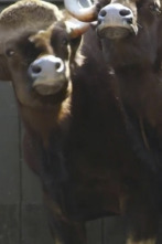 Imagen de El zoo del Bronx (T3): El gran traslado de los gaures - 1