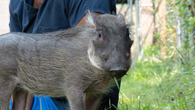 Imagen de El zoo del Bronx (T3): Un jabalí verrugoso llamado 