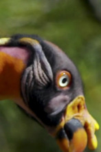 Imagen de El zoo del Bronx (T3): Los reyes de reinas - 1