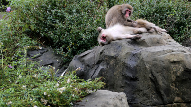 Imagen de El zoo del Bronx (T3): Un nuevo macaco japonés - 2